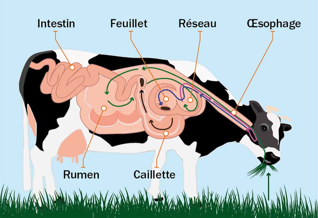Anatomie d'une vache. Un système de production de lait très performant, mais qui malheureusement émet au passage beaucoup de méthane. © Dr N B Shridhar, <em>Wikipedia Commons</em>, CC 4.0 