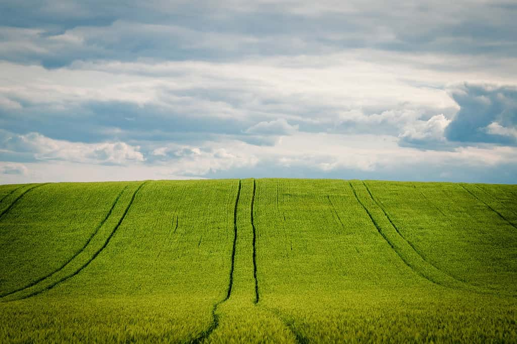 Des champs de dizaines d’hectares en monoculture, sans haies et labourés chaque année, ce paysage représente dorénavant le passé ! Il était « productif », il se révèle fort peu durable ni résilient ! © Minka2507, Pixabay DP