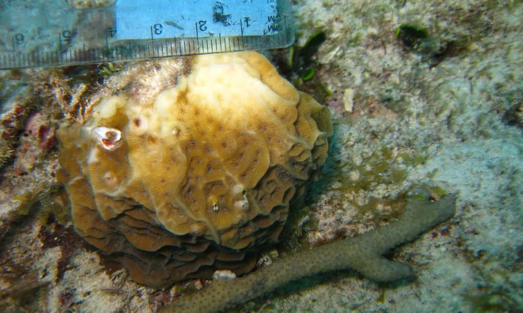 Ce corail fait partie de l'étude. Son blanchiment a été provoqué par une importante exposition à l'azote et au phosphore. © <em>Oregon State University</em>