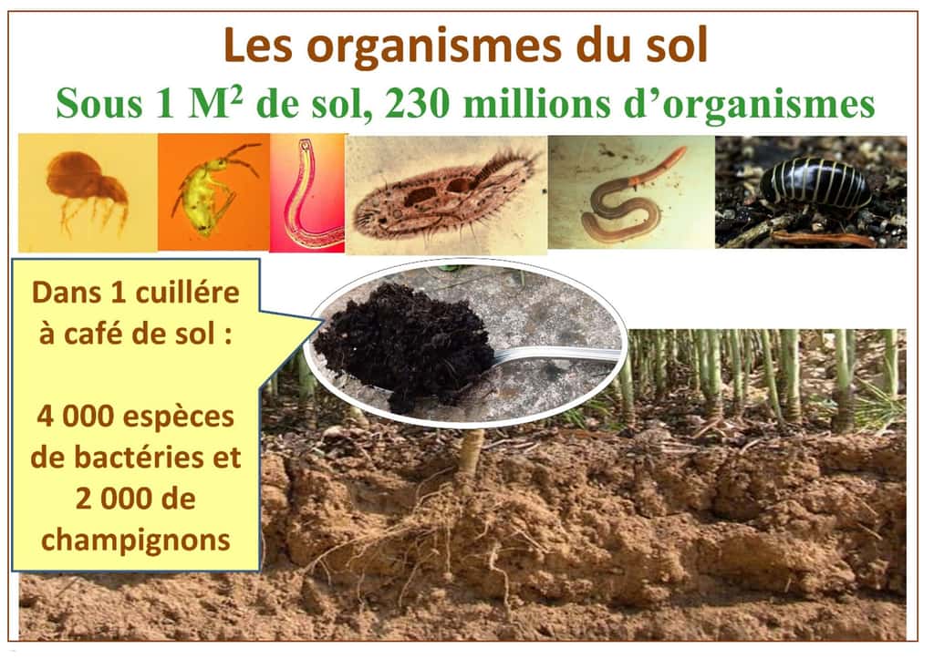 Bactéries et champignons dans le sol. © Bruno Parmentier, DR