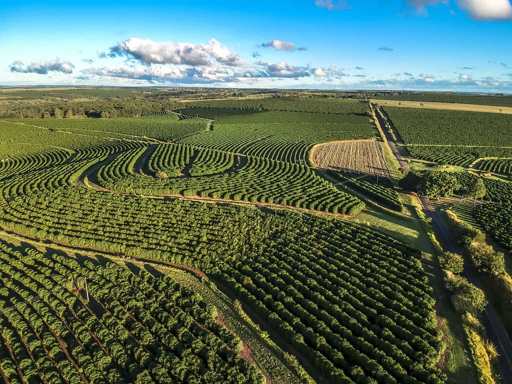 Champs de caféiers au Brésil, un pays qui fournit à lui seul un tiers de la production mondiale, avec des plantations industrielles souvent installées au détriment de la forêt vierge. © AlfRibeiro, Adobe stock