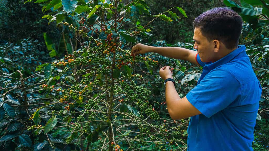 Vingt-cinq millions de personnes récoltent à la main le café, comme ce producteur du Honduras. © Henrry, Adobe Stock