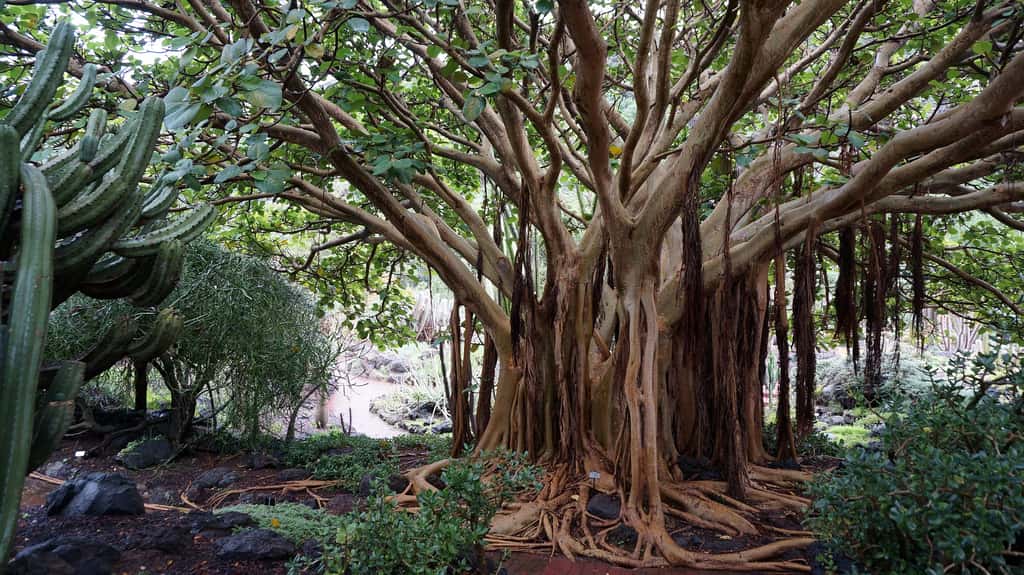 Cet arbre stocke du carbone depuis plusieurs siècles, dans et sur le sol. © Moniek58, Pixabay, DP