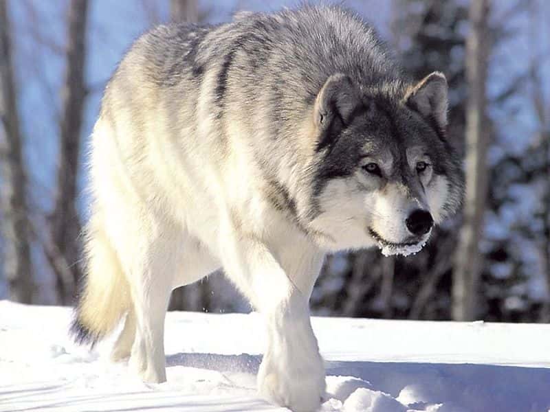 La majorité des populations qualifiées de loups sont des sous-espèces du loup gris (<em>Canis lupus</em>), qui est aussi à l'origine des chiens et des dingos. © Chris Muiden, Wikipédia, cc by sa 3.0