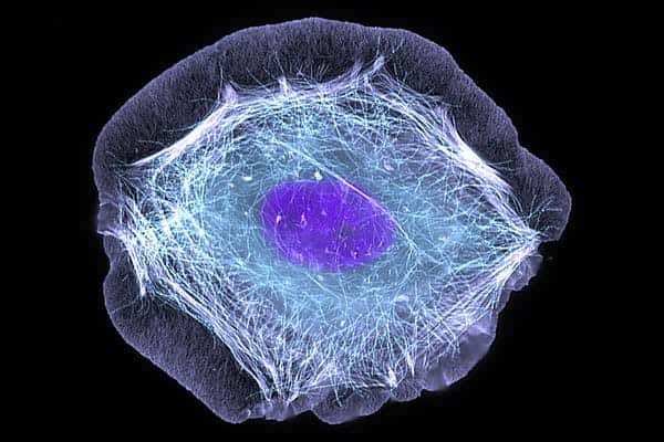 Nos cellules sont des espaces très compartimentés. L'ARNm injecté par vaccin ne rentre que dans le corps cellulaire (en bleu pâle), il n'a pas les moyens d'accéder au noyau (en violet). © Torsten Wittmann, Université de California, San Francisco/NIH, CC by-nc
