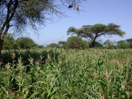 Champs de maïs au Kenya près du Kilimandjaro (en arrière plan). © Bruno Le Ru, IRD