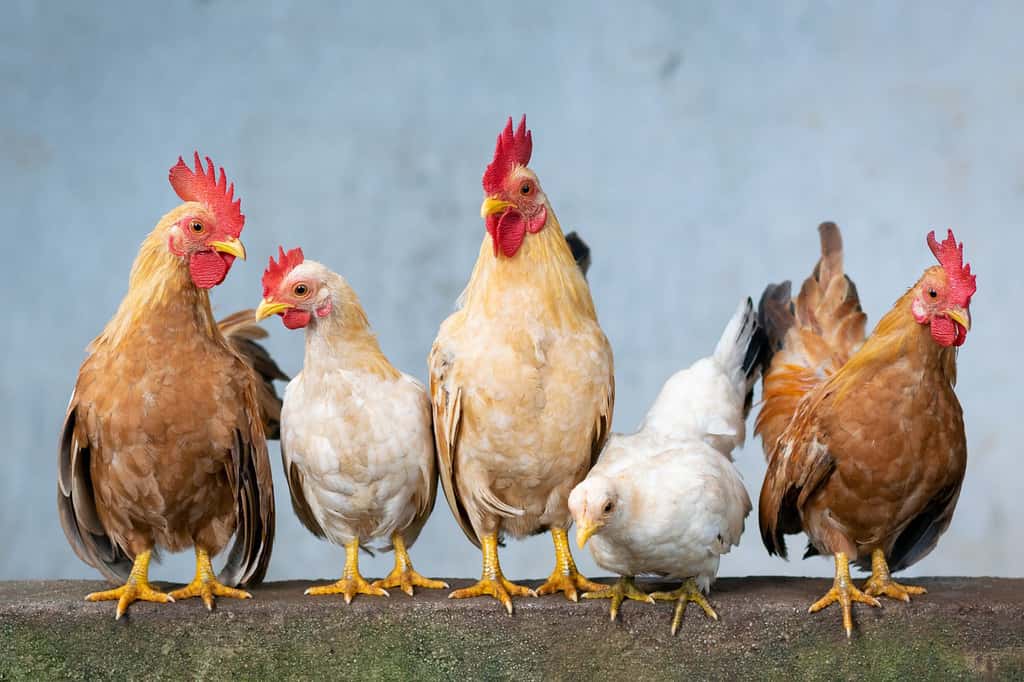 La France a triplé sa production de poulets, mais ces derniers ont une fâcheuse tendance à manger des végétaux sud-américains, ce qui expose nos élevages à une concurrence internationale féroce. © Danganhfoto, Pixabay, 