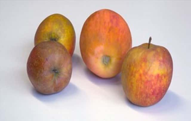 Sur cette image, trois pommes sont de vrais fruits, la quatrième a été imprimée en 3D mais il est très difficile de la reconnaître… © Fraunhofer Institute for Computer Graphics Research