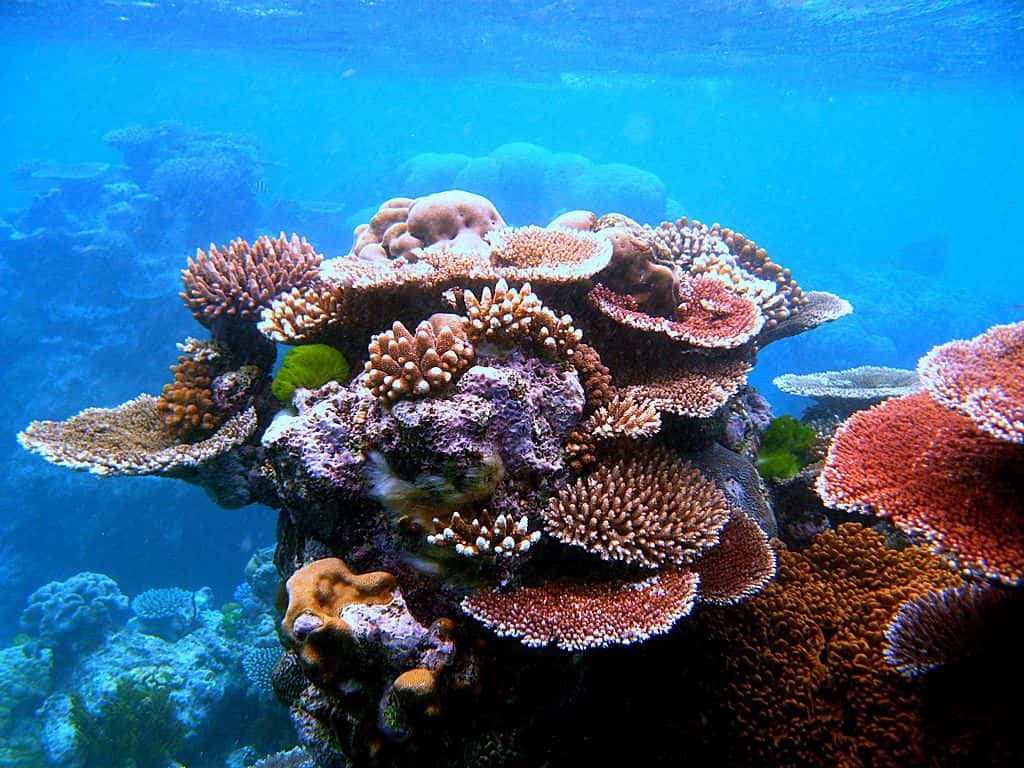 On utilise les coraux massifs comme traceurs des activités passées des événements El Niño, au même titre que les cernes des arbres ou la neige des glaciers tropicaux. Toutefois, ces données sont parfois discordantes et faussent les reconstructions paléoclimatiques. © Toby Hudson, Wikipédia, cc by sa 3.0