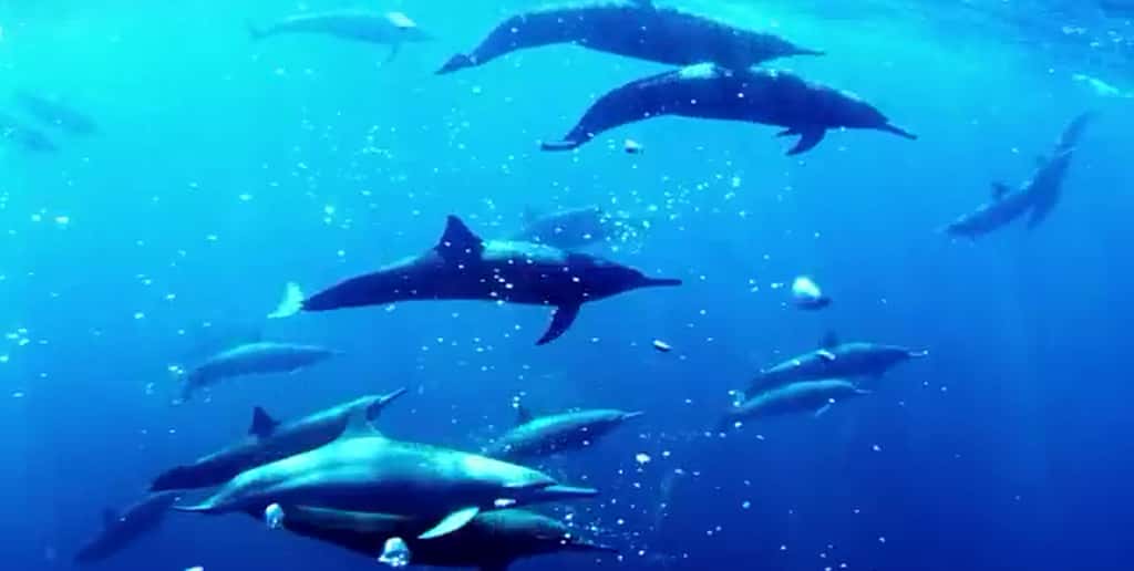 Ce rassemblement de dauphins a pu être filmé grâce à l'un des neuf robots marins construits par l'équipe du Britanique John Downer. © Capture d'écran, JohnDownerProd, YouTube