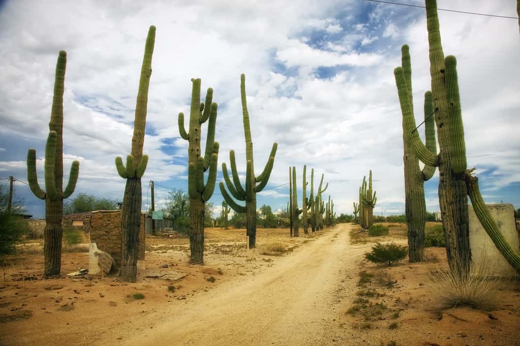 Transférer les propriétés de sobriété du cactus dans le mil pourrait bien valoir le prix Nobel de la paix à son inventeur ! © 12019/12055, Pixabay, DP