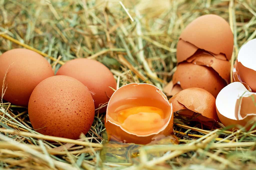 Les Parisiens consomment de l’ordre de 8 millions d’œufs… par jour ! On est loin de l’artisanat local. © Couleur, Pixabay, DP