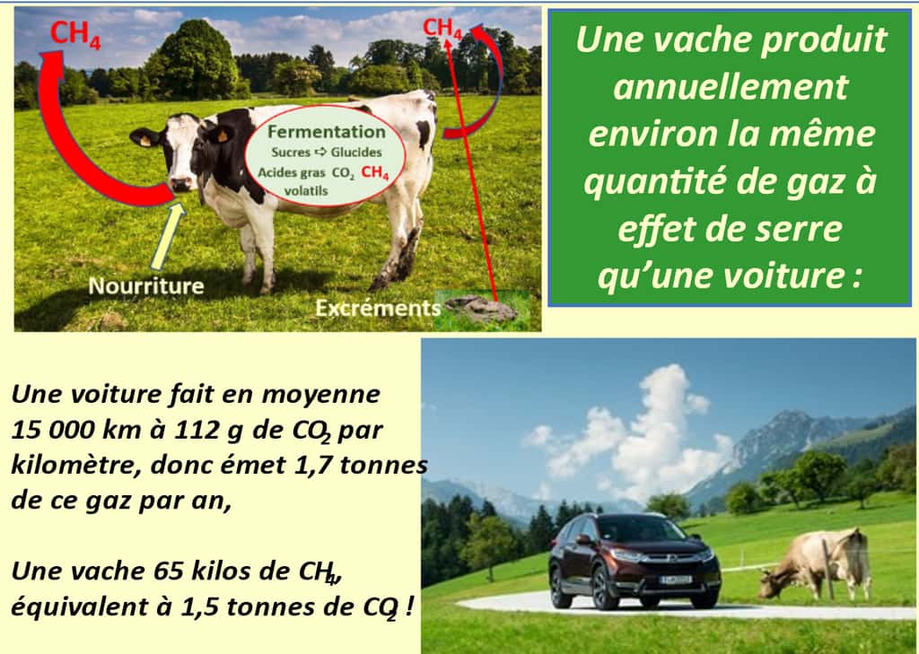  Les bovins émettent énormément de méthane lors de leur rumination… suffisamment pour réchauffer presqu'autant la Planète qu’une voiture. © Bruno Parmentier