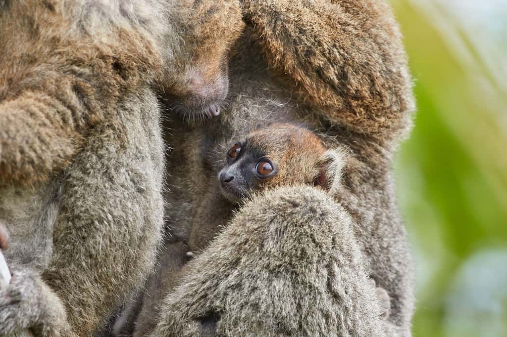 Les femelles sont d’excellentes mères, très protectrices avec leurs petits qui ne seront indépendants qu’au bout d’un an (le sevrage a lieu vers 8,5-10 mois). © Sébastien Meys, tous droits réservés 