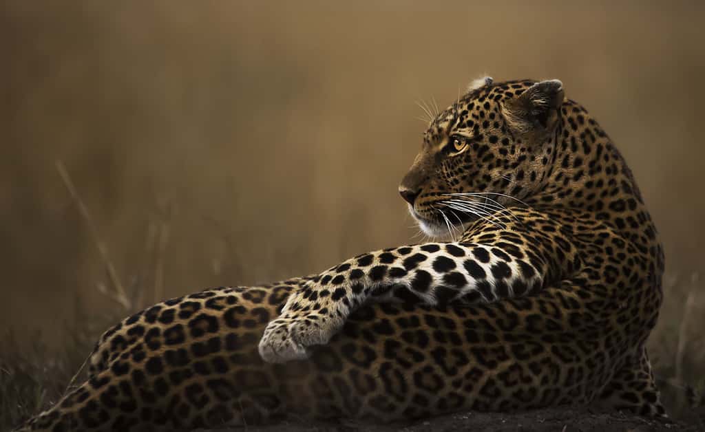 Aidez African parks avec « Prints for Wildlife ». © Clément Kiragu, tous droits réservés 