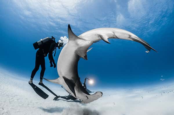 Requin marteau. © Greg Lecoeur, tous droits réservés