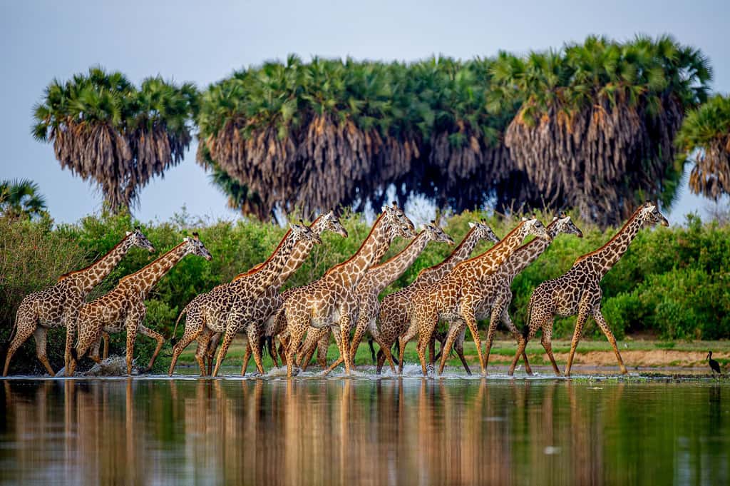 Girafes élancées, la beauté gracile à sauvegarder. © Rob Ross, tous droits réservés 