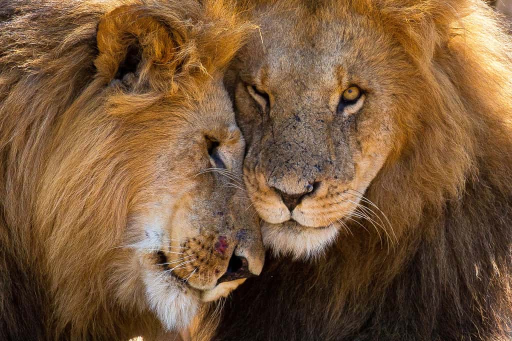 Lions, Ruaha National Park, Tanzanie. © Graeme Green, tous droits réservés 