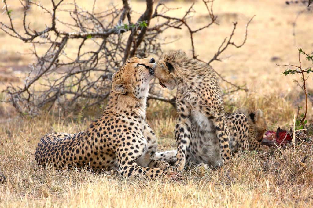 Couple de guépards, Naboisho Conservancy, Kenya. © Graeme Green, tous droits réservés