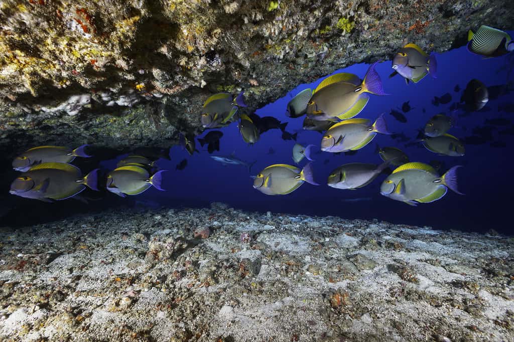 Cette grotte est un abri pour de nombreux poissons. © Gabriel Barathieu, tous droits réservés 