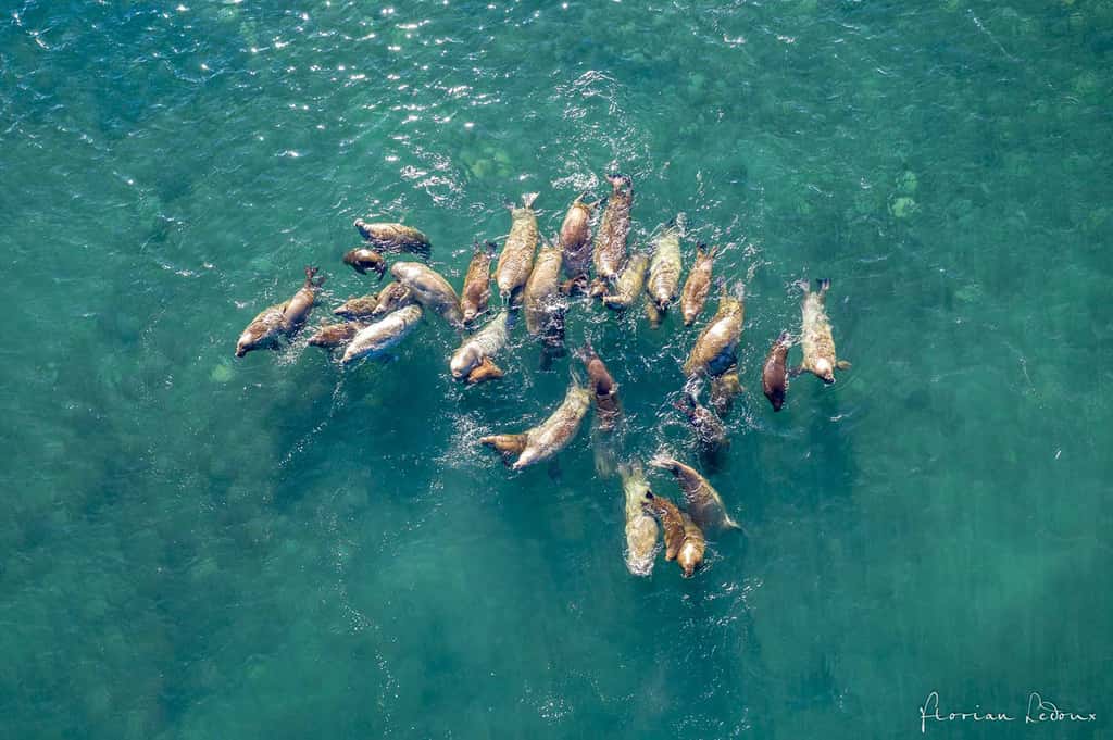 Vue aérienne de femelles morses et leurs petits évoluant dans l’eau. © Florian Ledoux, tous droits réservés