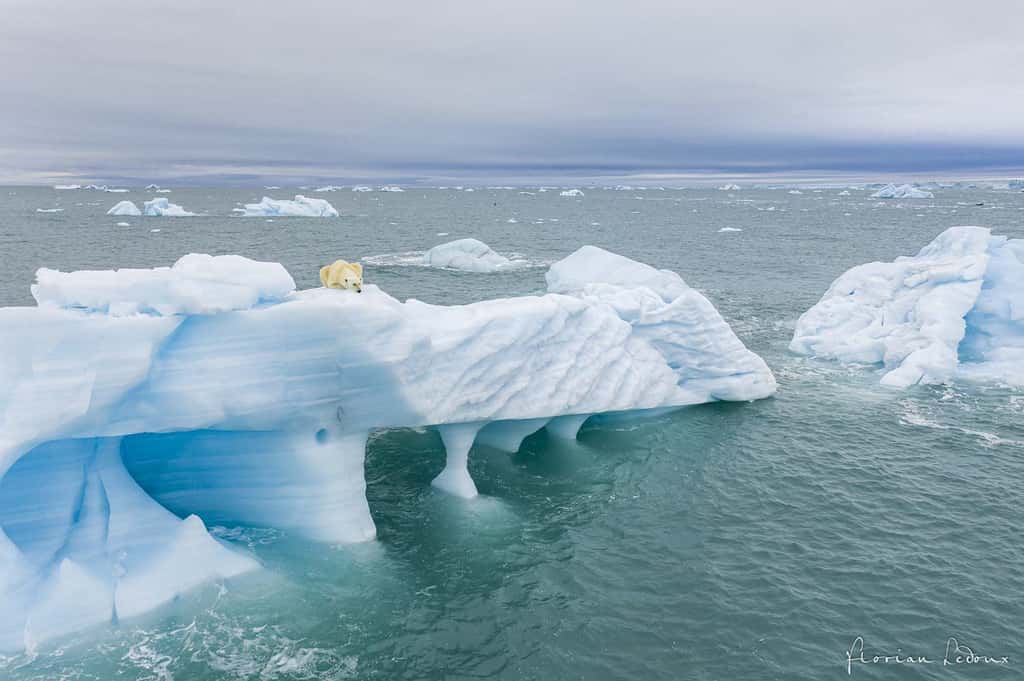 Ours polaire à l’affût sur un iceberg cherchant un phoque dans l’eau. © Florian Ledoux, tous droits réservés