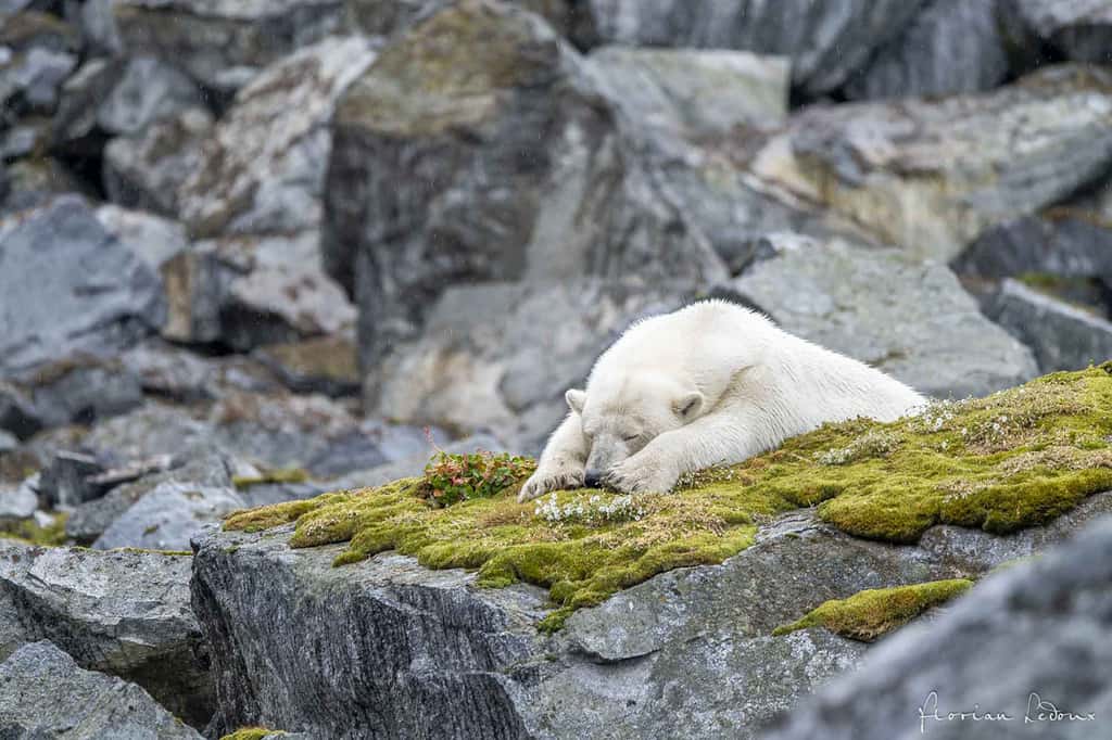 Ours polaire se reposant sur de la mousse aux pieds des falaises de nidification. © Florian Ledoux, tous droits réservés