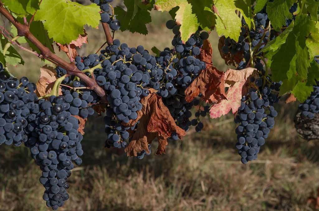 La vigne est très adaptée aux climats chauds et secs, elle plonge en profondeur pour réussir à s’hydrater. © Jaclkmac34, Pixabay, DP