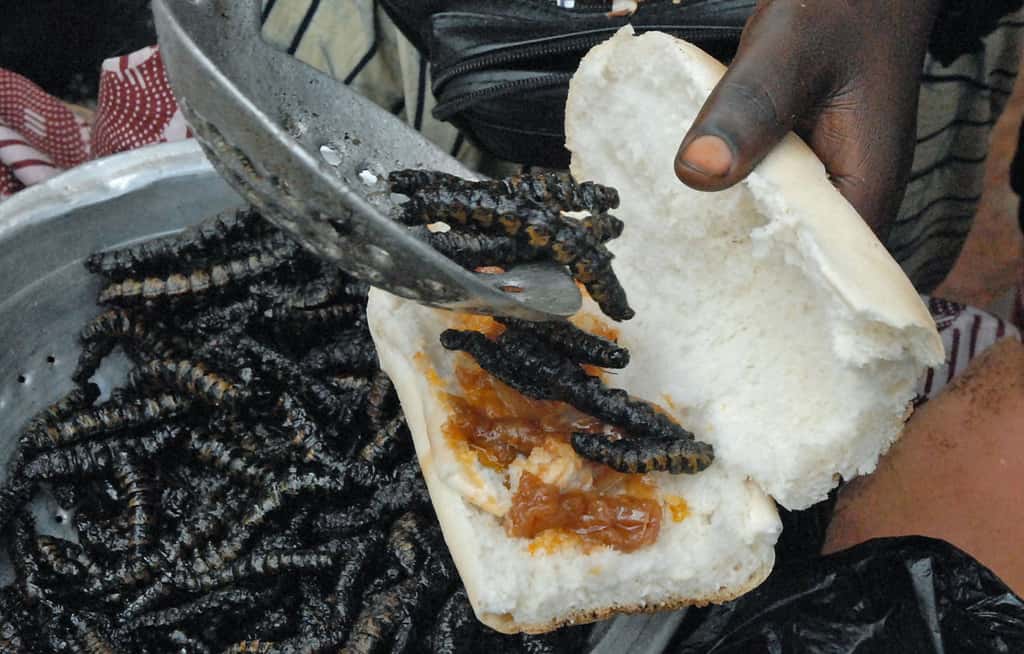 Sandwich avec des chenilles de karité frites au Burkina Faso. © Rick Schuilling, <em>Wikimedia Commons</em>, CC by 3.0