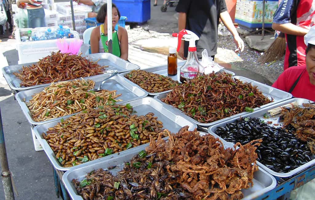 Insectes frits sur un marché de Bangkok en Thaïlande. © Takoradee, <em>Wikimedia Commons</em>, CC 3.0