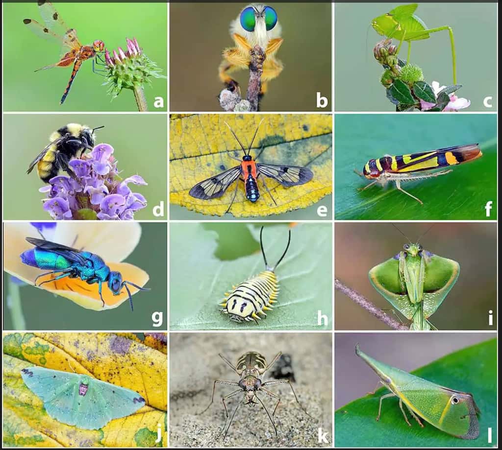 La très grande diversité des insectes rend difficile une évaluation de leur déclin. © Michael Thomas. Tous droits réservés 