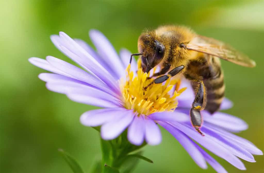 Impossible de vivre sans abeilles, et les autres pollinisateurs, très menacés par différentes causes. Il est intéressant de voir que l’opinion publique de chaque pays privilégie différentes causes. © Michael Tewes, Adobe Stock