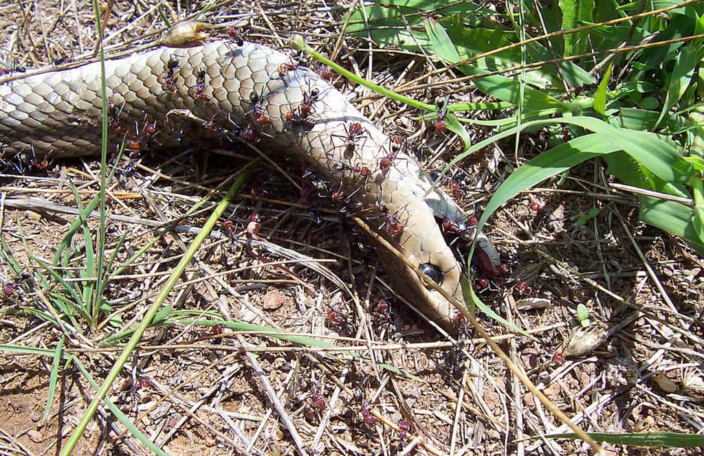 Fourmis nettoyant le cadavre d’un serpent. © FIR0002, <em>Wikimedia Commons, </em>CC by<em> </em>3.0