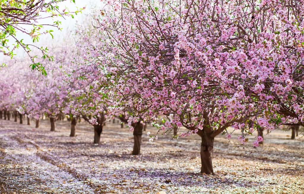 80 % des amandiers du monde sont localisés en Californie. Ils fleurissent tous en même temps sur une période très courte, ce qui nécessite d’amener des millions de ruches ! De plus, cet arbre doit être irrigué (4 litres d’eau pour chaque amande !), justement au moment où l’eau se fait plus rare en Californie. En outre, ils reçoivent beaucoup de pesticides. © Ombre Spagla, Adobe stock