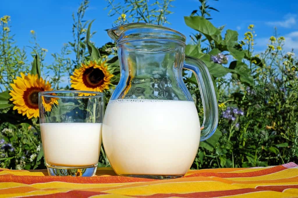 En 2021, la production de lait bio a augmenté de 12 %, alors que la consommation baissait ; résultat, on en a déclassé 30 %, et les revenus des producteurs ont fortement baissé, et les principaux collecteurs (Biolait, Lactalis, Sodiaal, Agrial) ont stoppé les conversions. © Couleur, Pixabay, DP 
