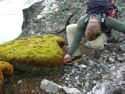 Un tapis de mousse <em>Polytrichum strictum</em> se développe en été austral sur la péninsule Antarctique. © <em>British Antarctic Survey</em>