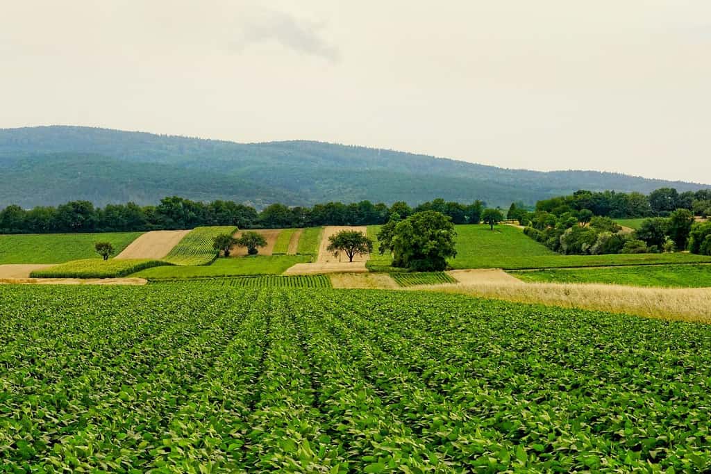 Au cours de l’année, il pleut suffisamment sur la grande majorité des champs français pour y produire de la nourriture. Il faut simplement apprendre à mieux gérer cette eau. © Schwoave, Pixabay, DP