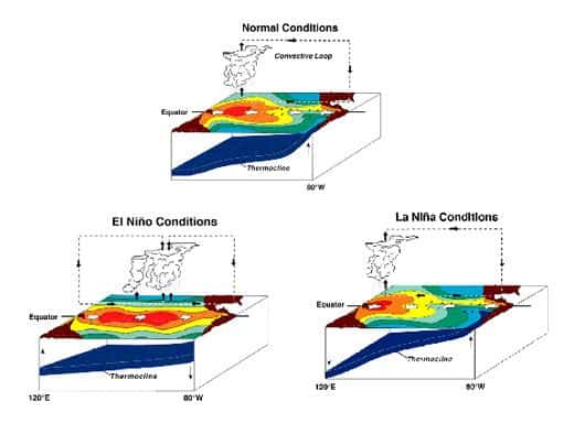 En conditions neutres (<em>Normal Conditions</em>) sur l'image, il existe une remontée des eaux froides (<em>upwelling</em>) à l'est du bassin tropical, et les eaux chaudes s'accumulent à l'ouest. Les échanges de chaleur océan-atmosphère forment une zone de convection à l'ouest. En conditions El Niño, l'<em>upwelling</em> s'arrête, et l'ensemble du bassin tropical est chaud. En conditions La Niña, c'est l'inverse, l'<em>upwelling</em> se renforce. © NOAA
