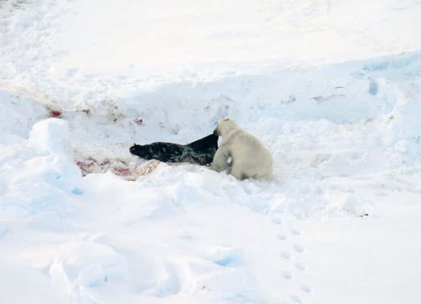 Cet ours polaire mange un phoque à capuchon adulte, qui constitue une part croissante de sa nourriture. Le phoque à capuchon peut peser jusqu'à 400 kg : il constitue donc une grande proie pour l'ours, qui pèse de l'ordre de 500 kg. © Rune Dietz, <em>Aarhus University</em>