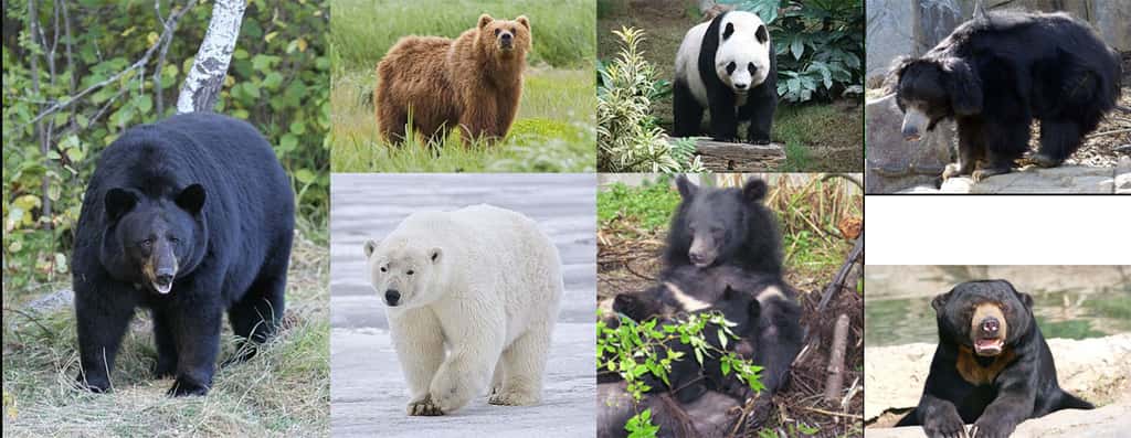 Les ours sont de redoutables prédateurs, ce qui ne les empêche pas d’avoir un peu partout leurs « comités de soutien » qui les transforment en symbole de la biodiversité. Dans les Pyrénées, les 76 ours répertoriés tuent quand même plus de 1 100 brebis chaque année, malgré toutes les précautions. © MathKnight, <em>Wikimedia Commons,</em> CC by-sa 4.0