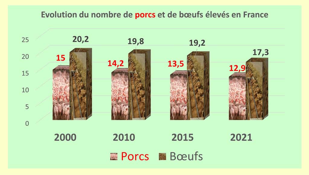 On observe également une diminution importante de notre cheptel de porcs et de bœufs. Logiquement, la France a importé, en 2021, 29 % de sa viande bovine et 25 % de sa viande porcine (et 56 % pour la viande ovine) ! © Chiffres Agreste