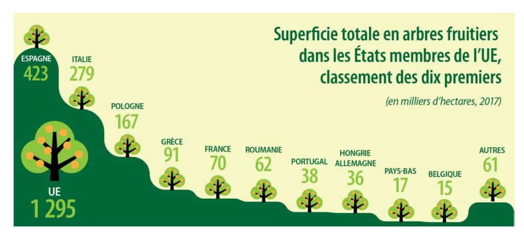 Les deux tiers de la superficie de vergers de l’UE se concentrent actuellement en Espagne, en Italie et en Pologne. L’Espagne a dorénavant sept fois plus d’arbres fruitiers que la France, et l’Italie quatre fois plus ! © Source : <a href="https://www.google.com/imgres?imgurl=x-raw-image%3A%2F%2F%2Fa2a6c77c23c11dba0684bba343bdca6cb97e099f858cf1ca84ddbacf0e513b15&imgrefurl=https%3A%2F%2Fec.europa.eu%2Feurostat%2Fdocuments%2F2995521%2F9603943%2F5-21022019-AP-FR%2F29f08ba3-b516-4a05-8efa-b72c3c64783e&tbnid=uh3BI3zHpqKgWM&vet=12ahUKEwjOye6n_oX9AhUsb_EDHRo6C4wQMygAegQIARAl..i&docid=qRsvtnX_Y_uRqM&w=1235&h=596&q=surfaces%20de%20vergers%20en%20europe%20eurostat&client=firefox-b-d&ved=2ahUKEwjOye6n_oX9AhUsb_EDHRo6C4wQMygAegQIARAl" target="_blank">Eurostat</a>