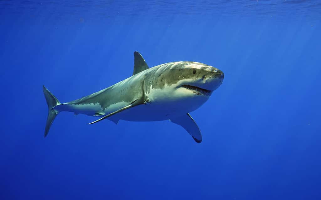 Le majestueux grand requin blanc. © Steven Surina, tous droits réservés 