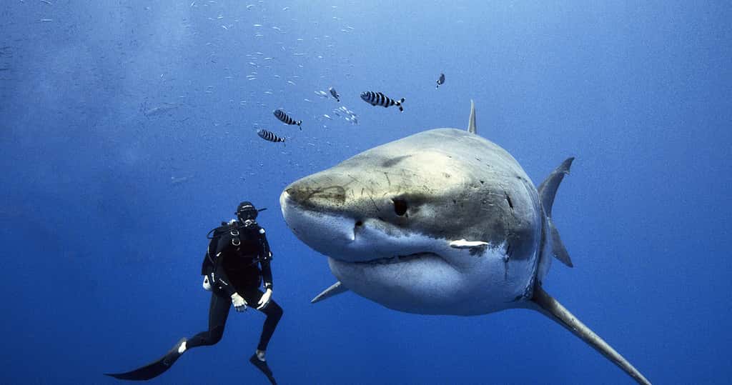 Steven Surina en plongée avec un Grand requin blanc. © Steven Surina, tous droits réservés