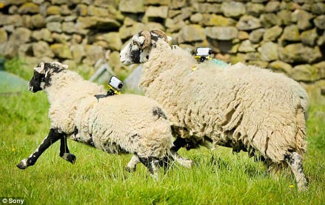 Lors du Tour de France cycliste 2014 qui s’est élancé depuis le Royaume-Uni, cinq moutons ont été équipés de mini caméscopes pour filmer le passage du peloton. © Sony