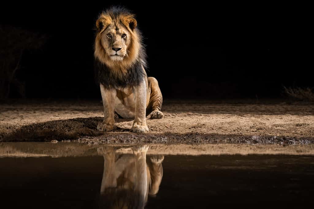 Un lion insaisissable dans la réserve de Shompole. © Will Burrard-Lucas, tous droits réservés 