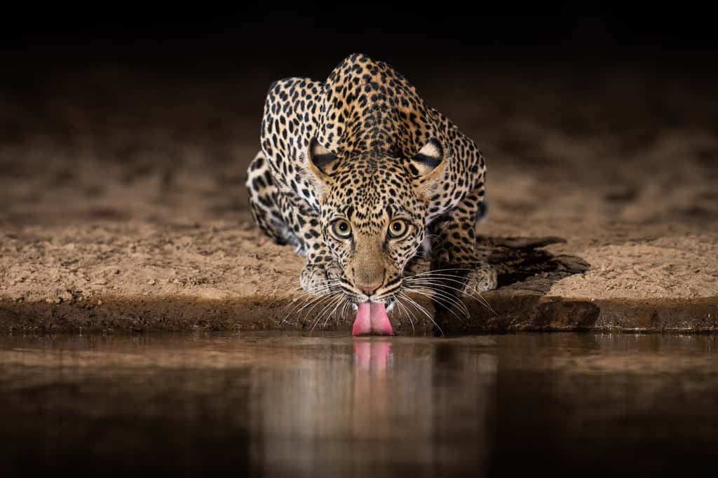 Léopard photographié avec un piège photographique dans la réserve de Shompole. © Will Burrard-Lucas, tous droits réservés 