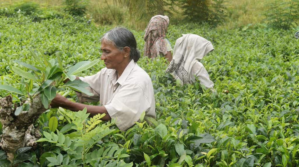 Ramassage des feuilles de thé au Sri Lanka. © Jush, Pixabay