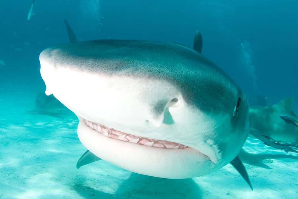 Les requins-tigres, dont le corps est brun-gris et strié par des zébrures verticales, peuvent atteindre 4 m de long et peser jusqu'à 500 kg. Ils seraient responsables d'environ 20 % des attaques mortelles. © Willy Volk, cc by nc sa 2.0