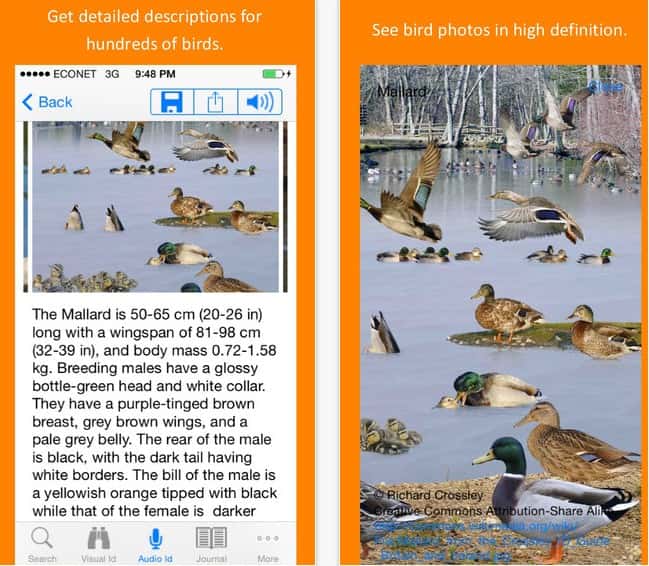 Twigle s’appuie sur une base de données contenant près d’un millier d’espèces d’oiseaux. Chaque oiseau est décrit dans une fiche détaillée qu'il est possible de sauvegarder sur son mobile Android ou iOS. © Avelgood Apps